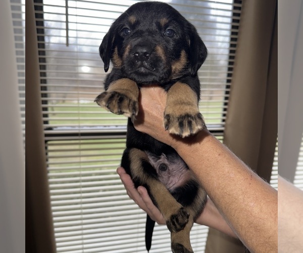 Medium Photo #4 Labrador Retriever Puppy For Sale in ELIZABETH, WV, USA