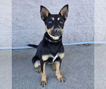 Small #2 Australian Kelpie Mix