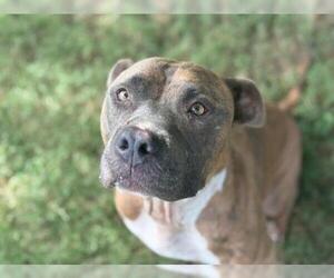 American Pit Bull Terrier Dogs for adoption in Tulsa, OK, USA