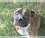 Small American Pit Bull Terrier
