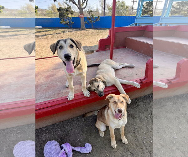 Medium Photo #3 Siberian Husky-Unknown Mix Puppy For Sale in Seal Beach, CA, USA