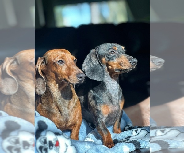 Medium Photo #1 Dachshund Puppy For Sale in OCALA, FL, USA
