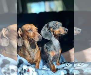 Mother of the Dachshund puppies born on 05/01/2025