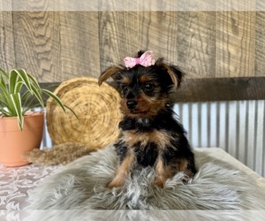 Yorkshire Terrier Puppy for sale in NAPPANEE, IN, USA