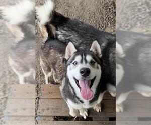 Siberian Husky Dogs for adoption in Riverside, CA, USA