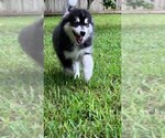 Small #10 Pomsky