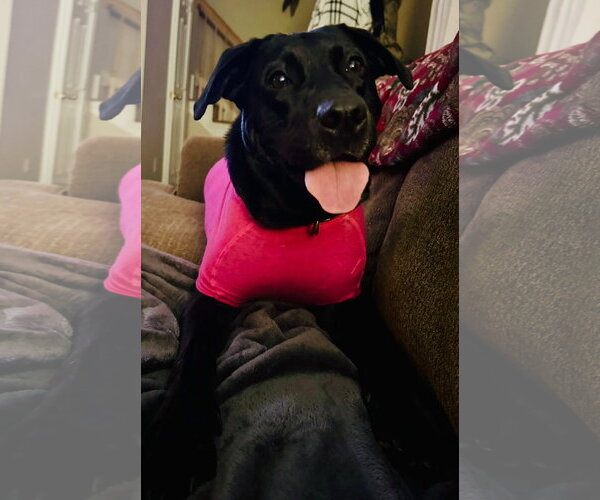 Medium Photo #7 Mutt Puppy For Sale in Rustburg, VA, USA