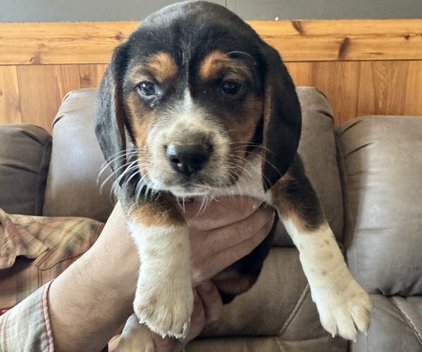 Medium Photo #1 Beagle Puppy For Sale in CORNELL, MI, USA