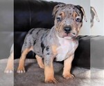 Small Photo #19 American Bully Puppy For Sale in PALMDALE, CA, USA