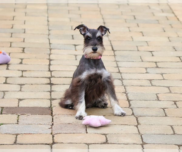Medium Photo #5 Schnauzer (Miniature) Puppy For Sale in SYRACUSE, IN, USA