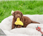 Small #3 Labrador Retriever