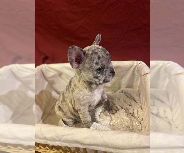 Medium Photo #1 French Bulldog Puppy For Sale in LAKE ELSINORE, CA, USA