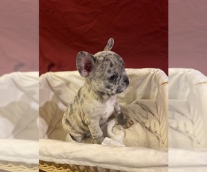 French Bulldog Puppy for Sale in LAKE ELSINORE, California USA