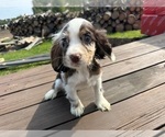 Small #3 Cocker Spaniel