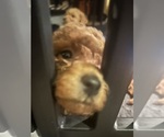 Small #3 Poodle (Miniature)