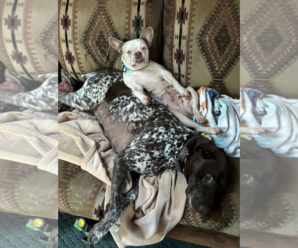 Medium Photo #2 Mutt Puppy For Sale in Dumont, NJ, USA