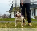 Small Photo #12 American Bully Puppy For Sale in WEST YORK, PA, USA