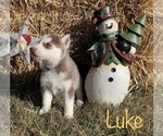Small Photo #18 Siberian Husky Puppy For Sale in DEARBORN, MO, USA