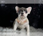 Small Photo #118 French Bulldog Puppy For Sale in WARSAW, IN, USA