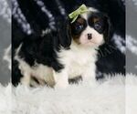 Small #4 Cavalier King Charles Spaniel