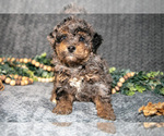 Puppy Destiny Bernedoodle (Miniature)