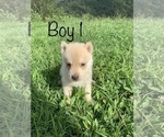 Small Photo #1 Siberian Husky Puppy For Sale in PALESTINE, WV, USA