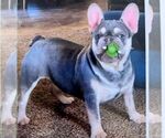 Small Photo #1 French Bulldog Puppy For Sale in NARVON, PA, USA
