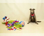 Small #1 Labrador Retriever