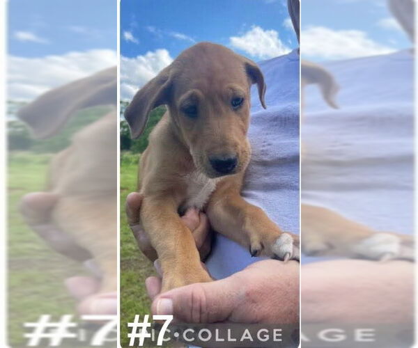 Medium Photo #4 Collie-Great Dane Mix Puppy For Sale in Bullard, TX, USA