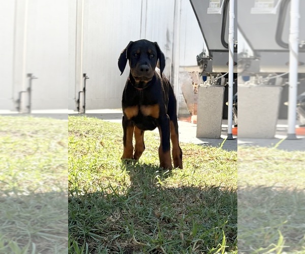 Medium Photo #1 Doberman Pinscher Puppy For Sale in DOWNEY, CA, USA