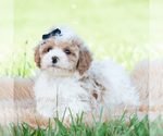 Small Photo #50 Maltipoo (Miniature) Puppy For Sale in WARSAW, IN, USA