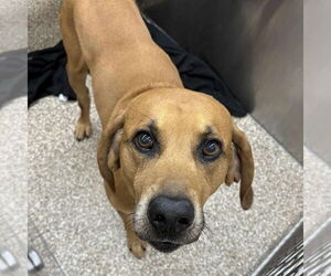 Mutt Dogs for adoption in Martinsburg, WV, USA