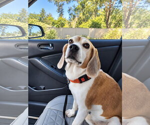Lex - Male Beagle Dog for Adoption - Photo #9