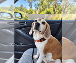 Small Photo #9 Beagle Puppy For Sale in Dunnellon, FL, USA