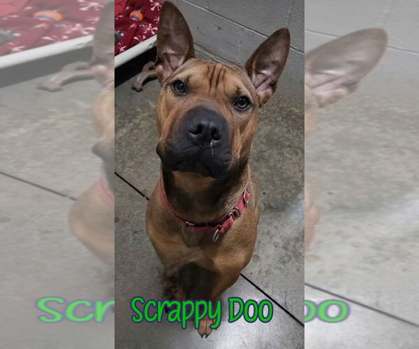 Medium Photo #27 American Staffordshire Terrier-Chinese Shar-Pei Mix Puppy For Sale in Port Clinton, OH, USA