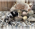 Small Photo #3 Catahoula Leopard Dog Puppy For Sale in CRAIGVILLE, IN, USA