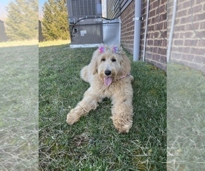 Goldendoodle Puppy for sale in CHARLOTTE, TN, USA