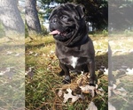 Small Photo #3 Pug Puppy For Sale in BREEZY POINT, MN, USA