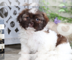 Shih Tzu Puppy for sale in MOUNT VERNON, OH, USA