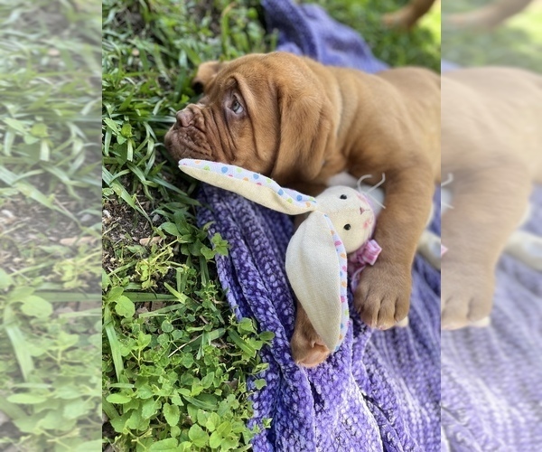 Medium Photo #4 Dogue de Bordeaux Puppy For Sale in SAINT CLOUD, FL, USA