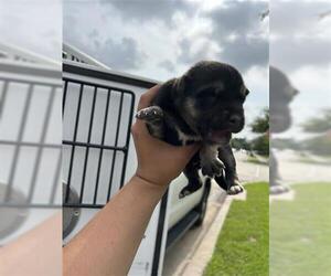 German Shepherd Dog Dogs for adoption in Houston, TX, USA