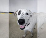 Small #5 Great Pyrenees Mix