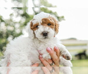 Medium Goldendoodle (Miniature)