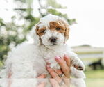 Puppy 1 Goldendoodle (Miniature)