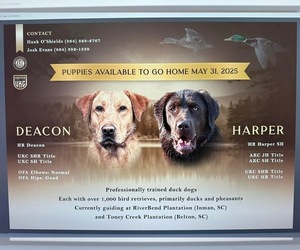 Mother of the Labrador Retriever puppies born on 04/09/2025
