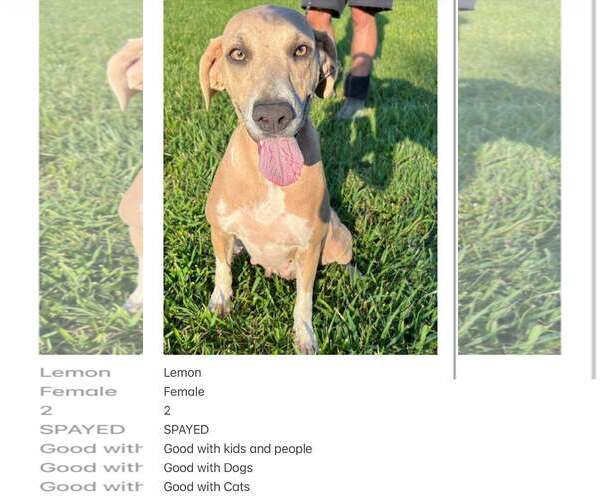 Medium Photo #10 Mutt Puppy For Sale in Crystal, MN, USA