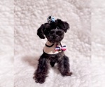 Small #1 Yorkshire Terrier