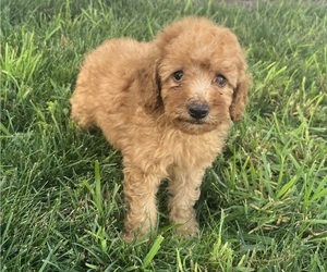 Medium Poodle (Toy)