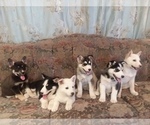 Small Photo #33 German Shepherd Dog-Siberian Husky Mix Puppy For Sale in SAINT MARYS, KS, USA