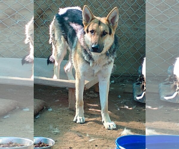 Medium Photo #7 German Shepherd Dog Puppy For Sale in Apple Valley, CA, USA